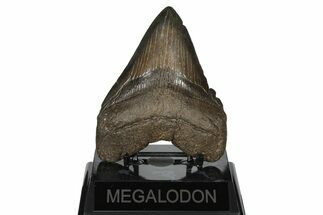 Fossil Megalodon Tooth - Chocolate Brown #200802