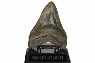 Fossil Megalodon Tooth - Coffee Brown & Sharp Serrations #200803