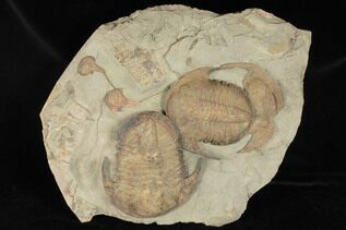 Fossil Crabs For Sale