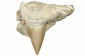 Otodus Shark Tooth Fossil in Rock - Huge Tooth! #201161