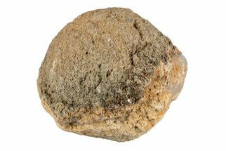 Silurain Fossil Sponge (Astraeospongia) - Tennessee #203695