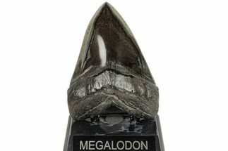 Fossil Megalodon Tooth - Polished Blade #204582