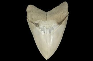 Exceptional Fossil Megalodon Tooth - Aurora, North Carolina #205627