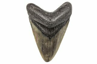 Juvenile Megalodon Tooth - South Carolina #204716