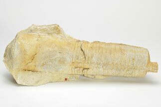 Ordovician Cephalopod (Actinoceras) Fossil - Wisconsin #204213