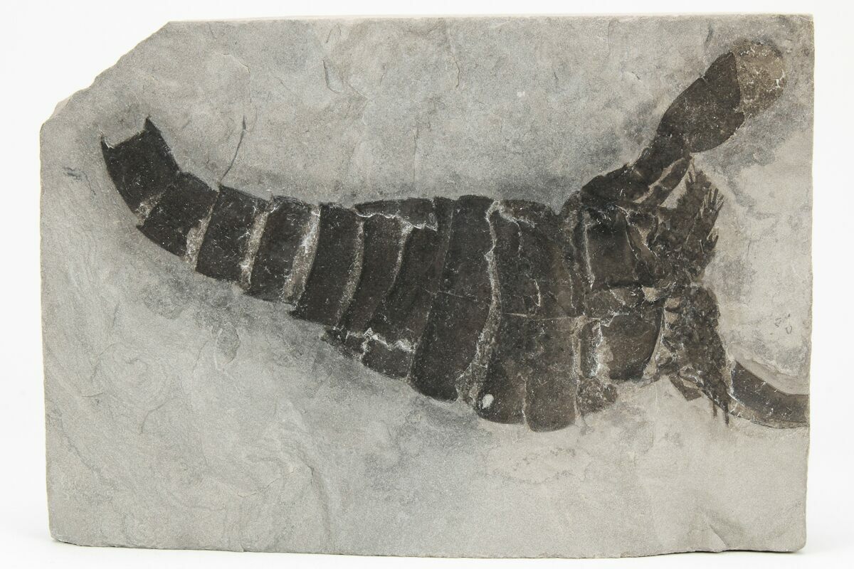 Eurypterus Sea Scorpion Fossil New York For Sale