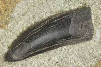 Tyrannosaur Tooth in Sandstone - Two Medicine Formation #207717