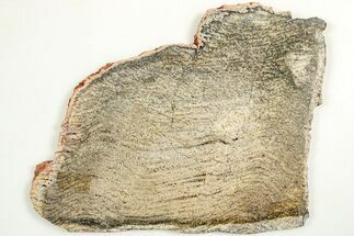 Polished Strelley Pool Stromatolite Slab - Billion Years Old #208101