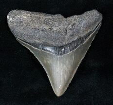 Serrated Posterior Megalodon Tooth - SC #12886