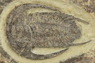 Early Cambrian Trilobite (Perrector) - Tazemmourt, Morocco #209819