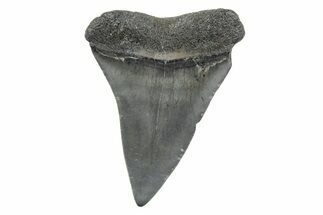 Fossil Broad-Toothed Mako Tooth - South Carolina #214546