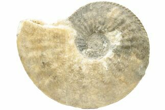 Jurassic Ammonite (Tragophylloceras) Fossil - France #216630