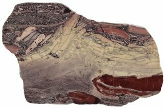 Polished Domal Stromatolite Slab - Billion Years Old #221461