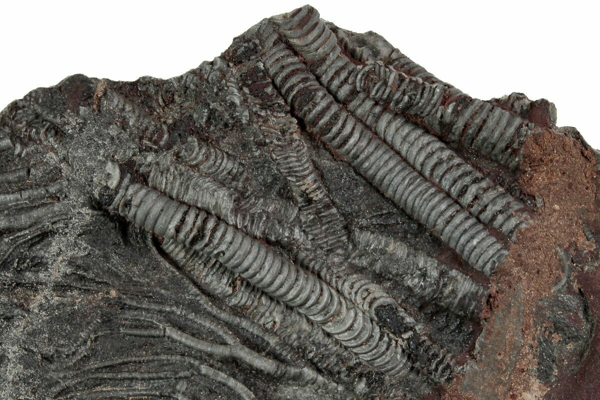 Silurian Fossil Crinoid Scyphocrinites Plate Morocco