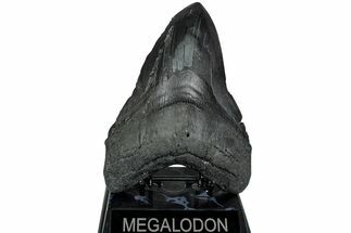Fossil Megalodon Tooth - Foot Mega Shark! #223927