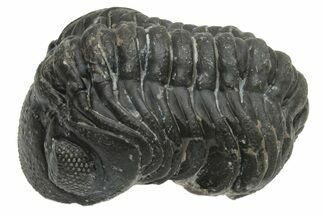 Wide, Curled Austerops Trilobite - Morocco #224070