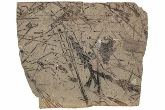 Fossil Flora Plate (Metasequoia, Pinus) - McAbee Fossil Beds, BC #224933