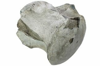 Fossil Whale Lumbar Vertebra - Yorktown Formation #224059