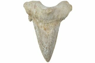 Serrated Sokolovi (Auriculatus) Shark Tooth - Dakhla, Morocco #225217