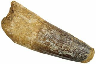 Fossil Spinosaurus Tooth - Big Chunky Dinosaur Tooth #227240