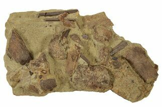 Sandstone With Hadrosaur Tooth, Tendons & Bones - Wyoming #228172
