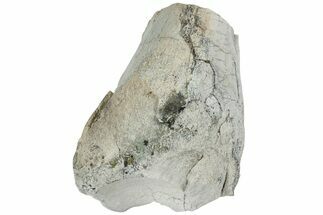 Fossil Titanothere (Megacerops) Limb Bone End - South Dakota #229058