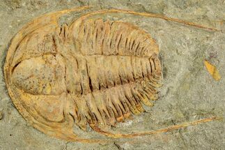 Cambrian Trilobite (Hamatolenus) - Tinjdad, Morocco #229610
