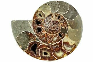 Thick, Cut & Polished Ammonite Fossil (Half) - Madagascar #230106