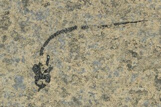 Devonian Eel-Like Fish (Palaeospondylus) Fossil - Scotland #231952