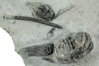 Fossil Crinoid Plate (Three Species) - Indiana #232253