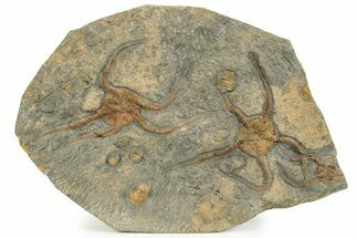 Plate With Two Fossil Brittle Stars (Ophiura) - Morocco #233039