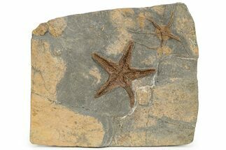 Ordovician Fossil Starfish & Brittle Star - Morocco #233041