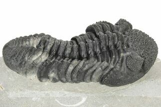Large Phacopid (Drotops) Trilobite - Nice Eye Preservation #233836