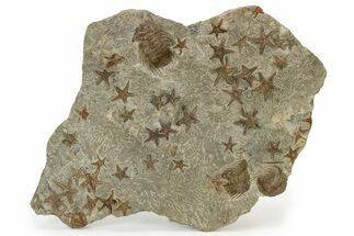 Wide Slab With + Fossil Starfish & Trilobites #234590