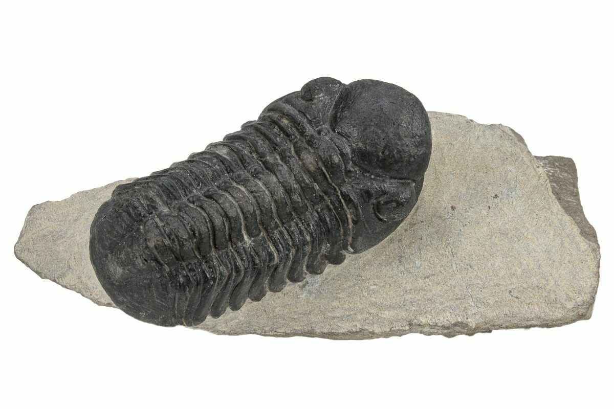 Detailed Reedops Trilobite Aatchana Morocco For Sale