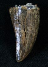 Tyrannosaur Premax Tooth - Two Medicine Formation #14181