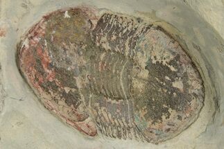 Undescribed Illaenid Trilobite - Timerzit, Morocco #235787