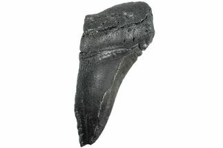Partial, Fossil Megalodon Tooth - South Carolina #235939