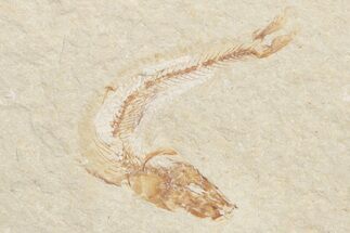 Small Cretaceous Fossil Fish - Lebanon (Back In Stock) #238705