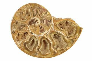 Jurassic Cut & Polished Ammonite Fossil (Half) - Madagascar #239443
