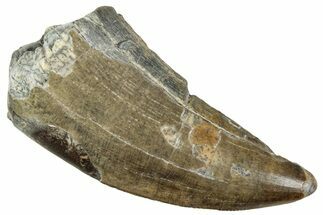 Megalosaurid Dinosaur (Afrovenator) Tooth - Niger #241142