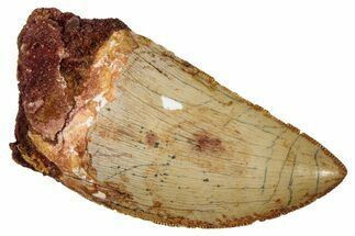 Serrated, Carcharodontosaurus Tooth - Superb Serrations #241396
