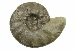 Triassic Ammonite (Ceratites praenodosus) Fossil - Germany #243507