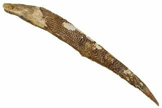 Fossil Shark (Asteracanthus) Dorsal Spine - Kem Kem Beds #244539