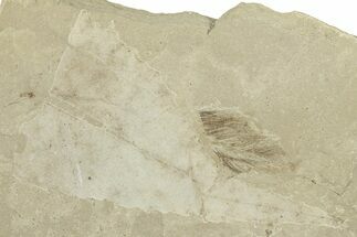 Detailed Fossil Feather and Leaf - Green River Formation, Utah #244676