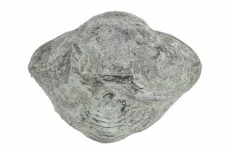 Wide Enrolled Flexicalymene Trilobite (Unprepped)- Mt Orab, Ohio #245199