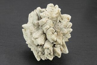 Stellate Glendonite (Calcite Pseudomorph) Cluster - Russia #247215