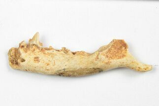 Fossil Erinaceid Mammal (Galerix) Jaw - France #248674