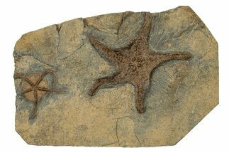 Ordovician Fossil Starfish With Brittle Star - Morocco #249066