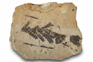 Fossil Plant (Chamaecyparis) Plate - McAbee, BC #248794